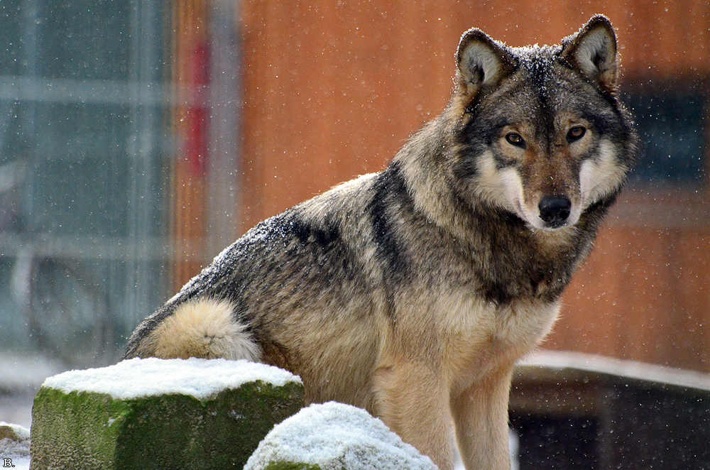 Springe1203BineG_Yakima-12