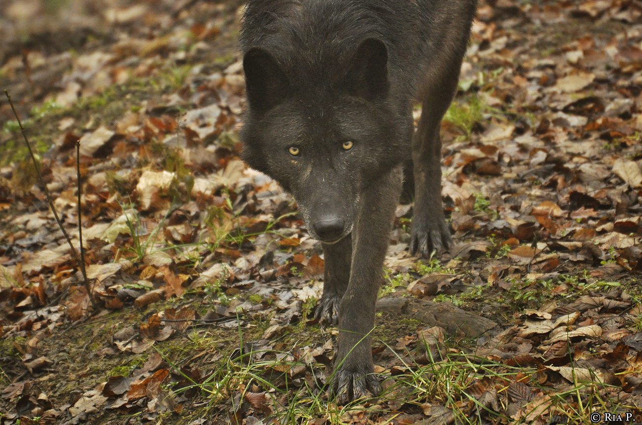 WolfScienceCenter1201Ria_Aragorn-4