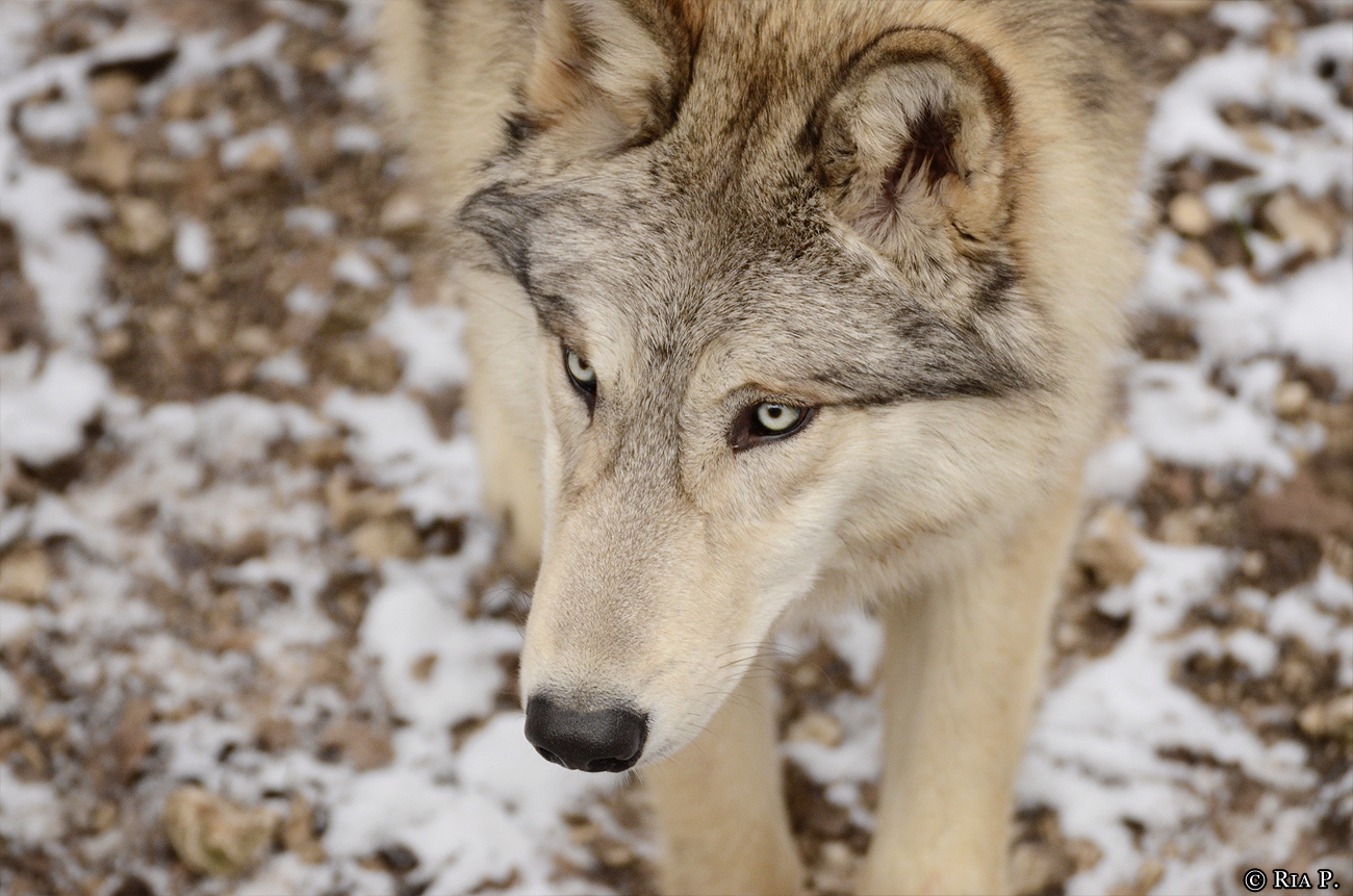 WolfScienceCenter1201Ria_Chitto-01