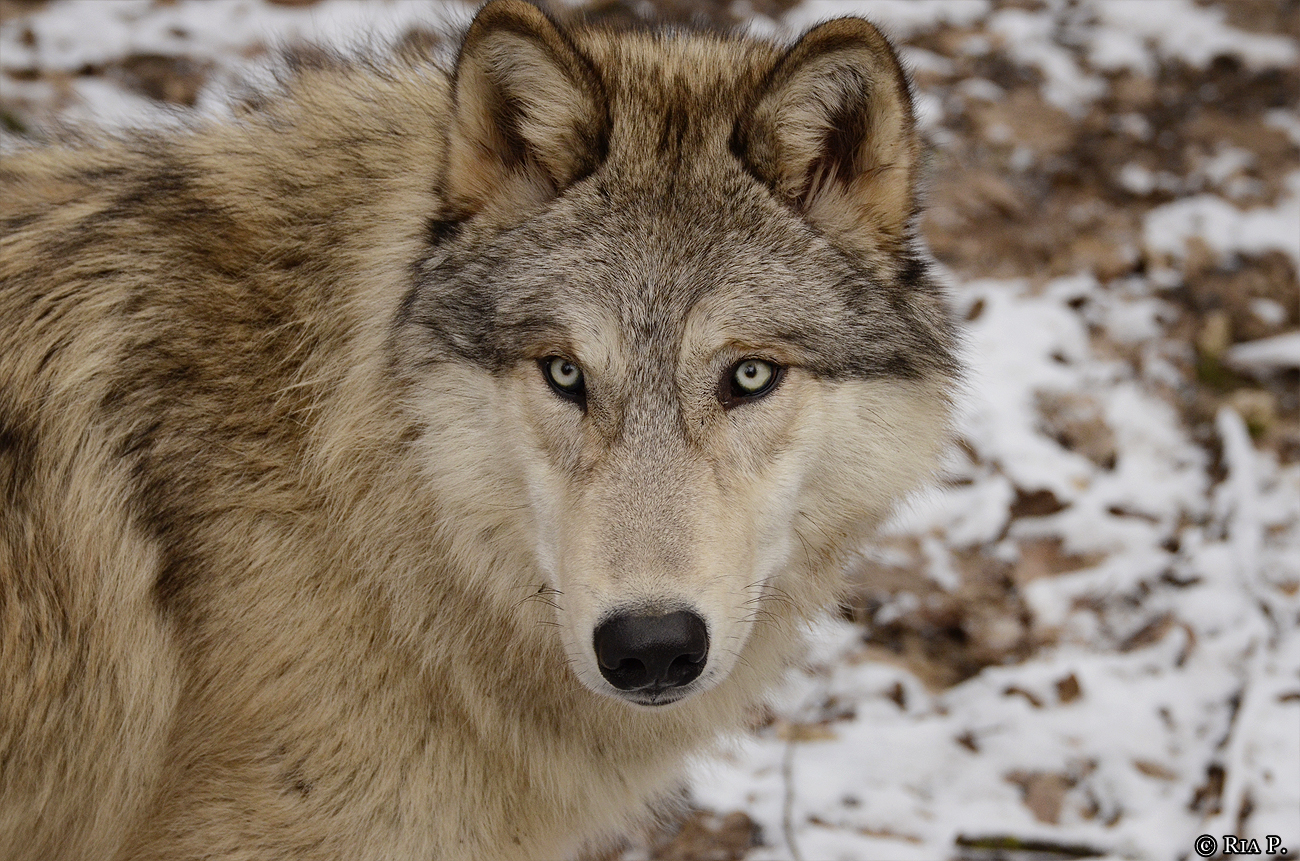 WolfScienceCenter1201Ria_Chitto-05