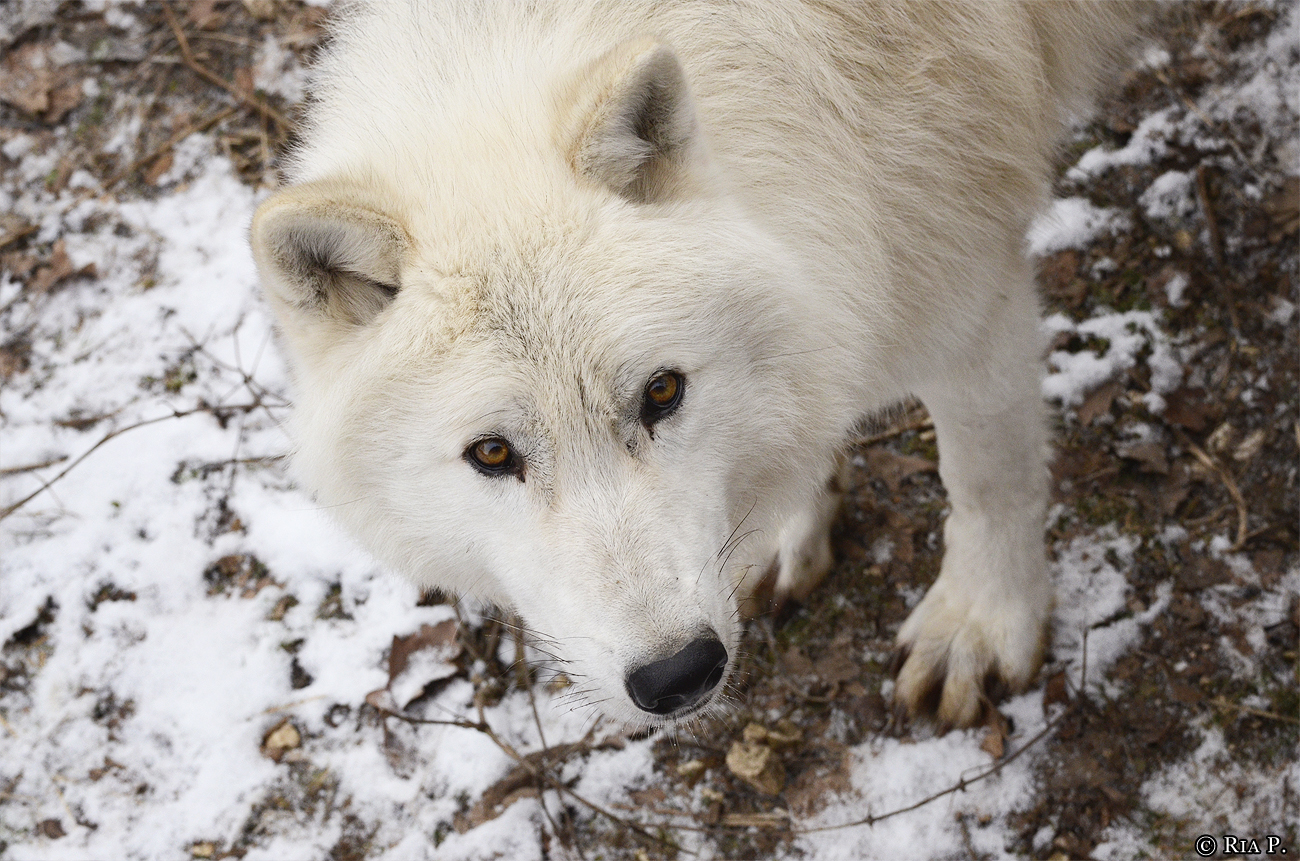 WolfScienceCenter1201Ria_Kenai-01