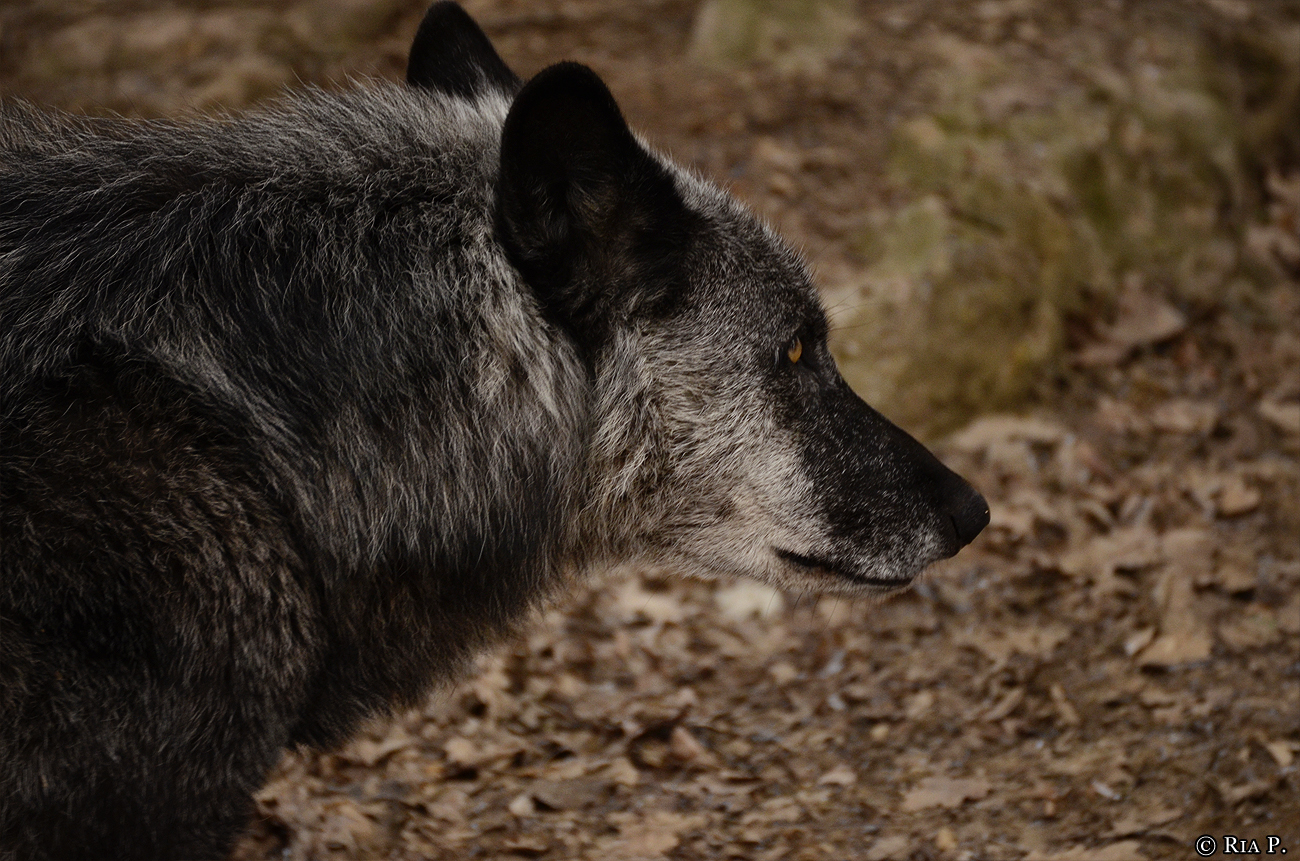 WolfScienceCenter1201Ria_Shima-02