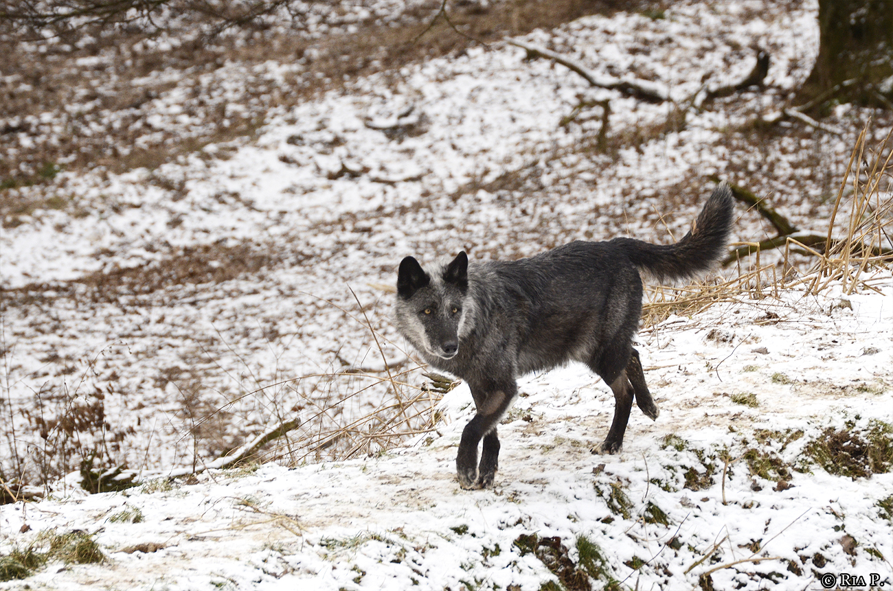 WolfScienceCenter1201Ria_Shima-05