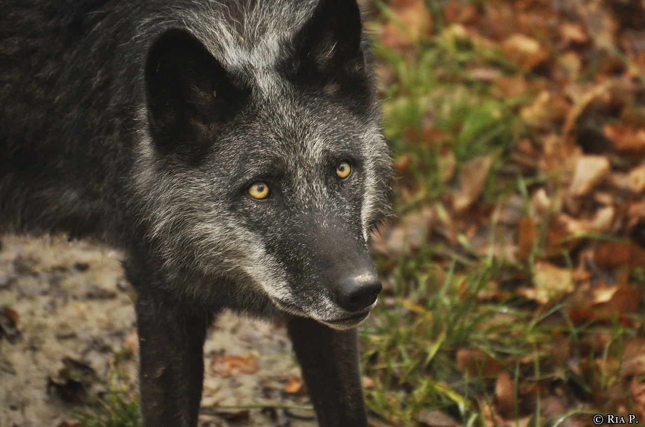 WolfScienceCenter1201Ria_Shima-3