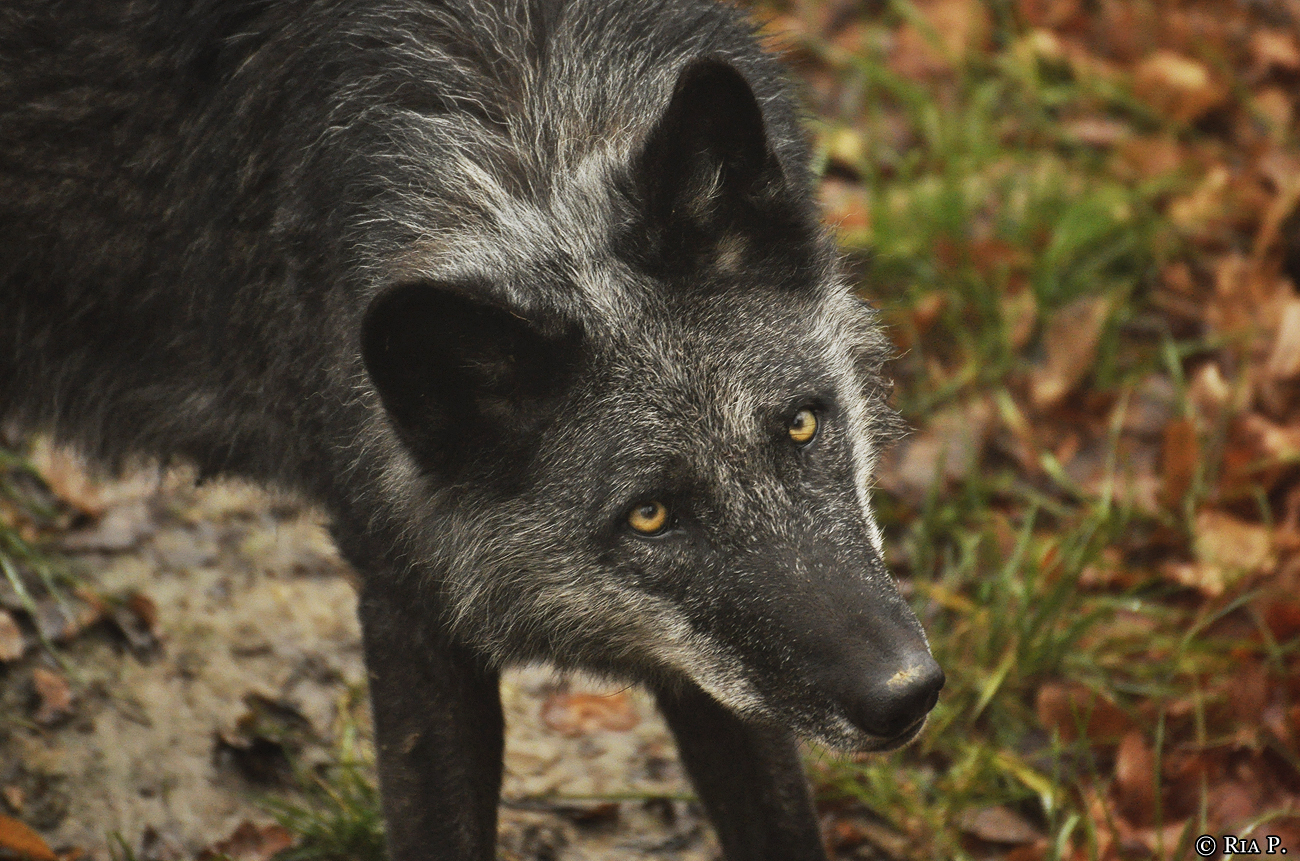 WolfScienceCenter1201Ria_Shima-4