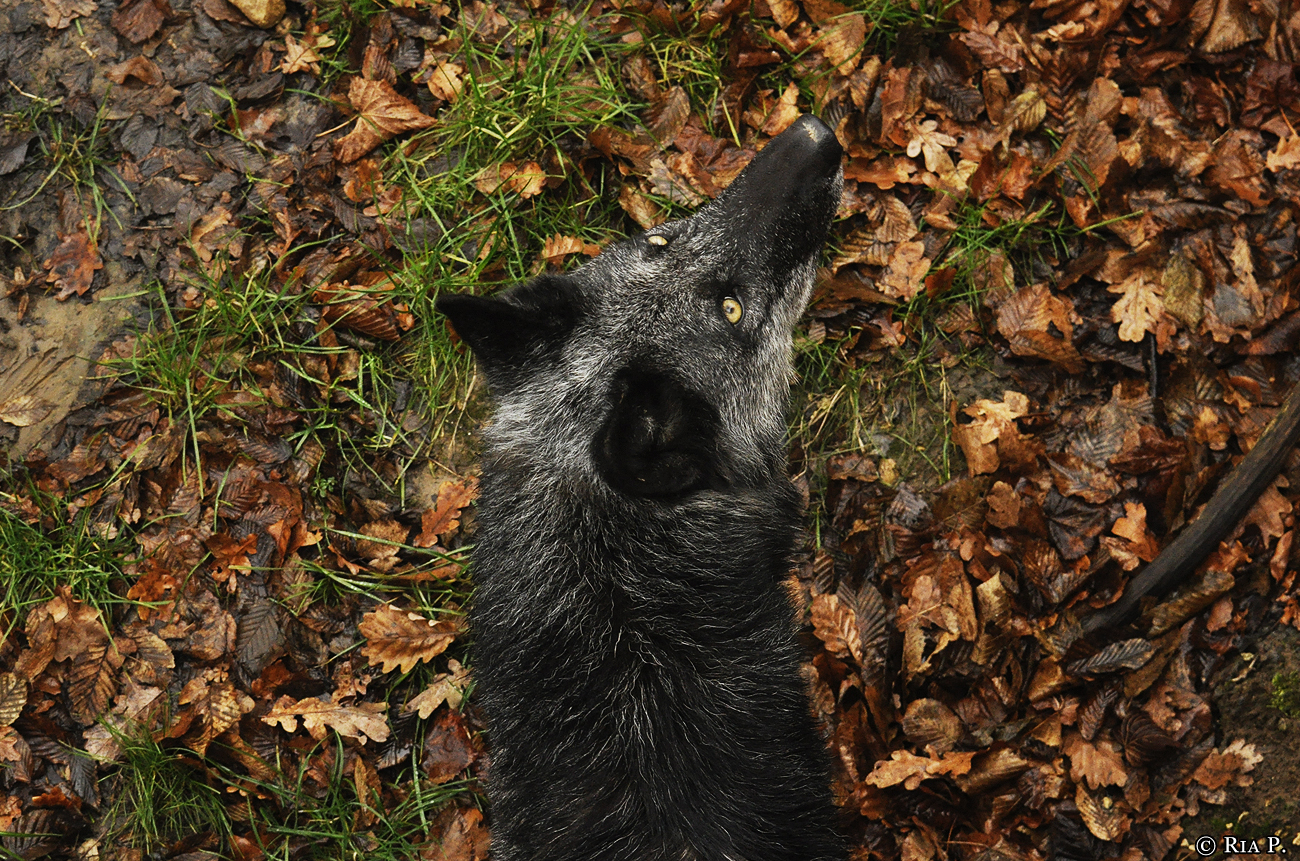 WolfScienceCenter1201Ria_Shima-6