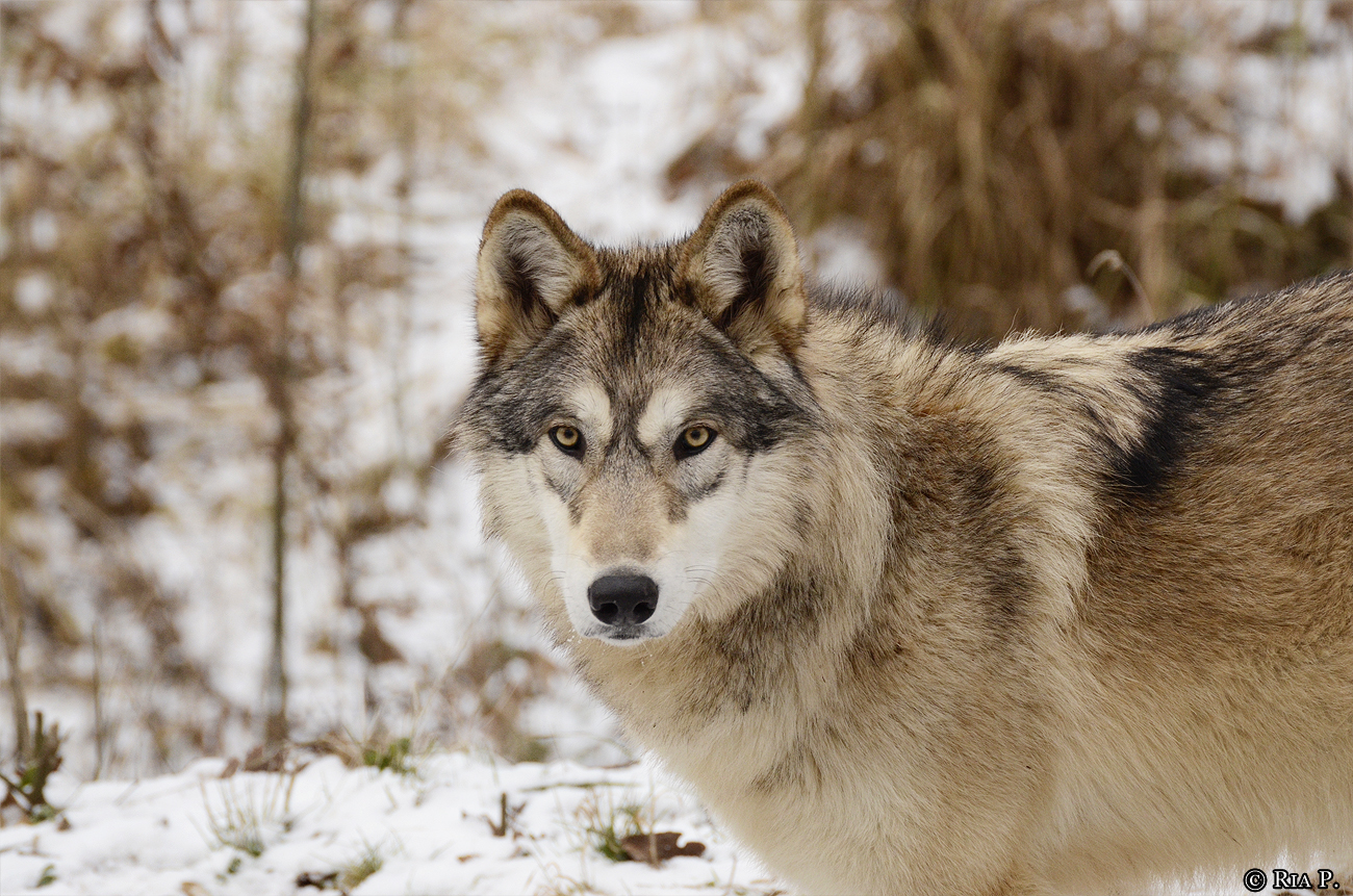 WolfScienceCenter1201Ria_Tala-02