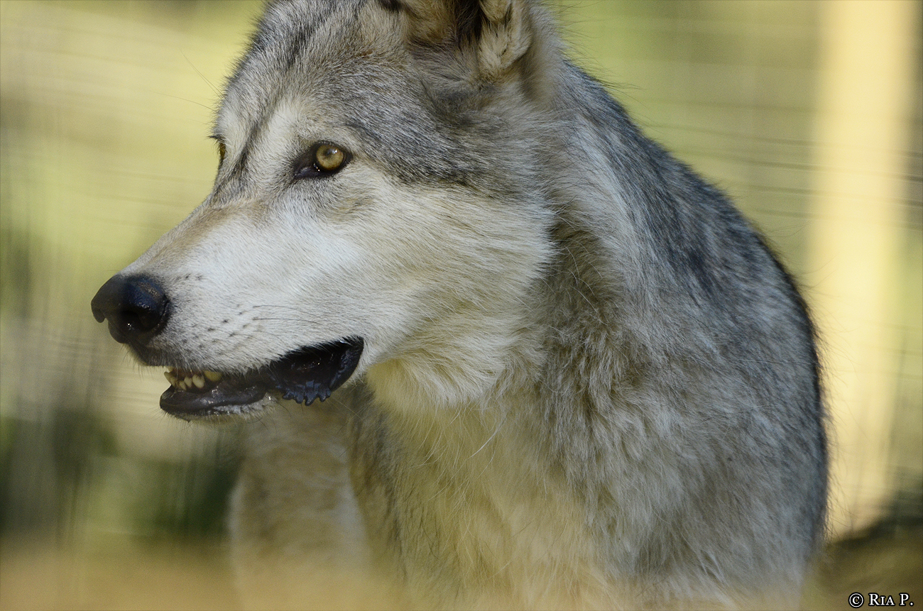 WolfScienceCenter1308Ria_Geronimo-11