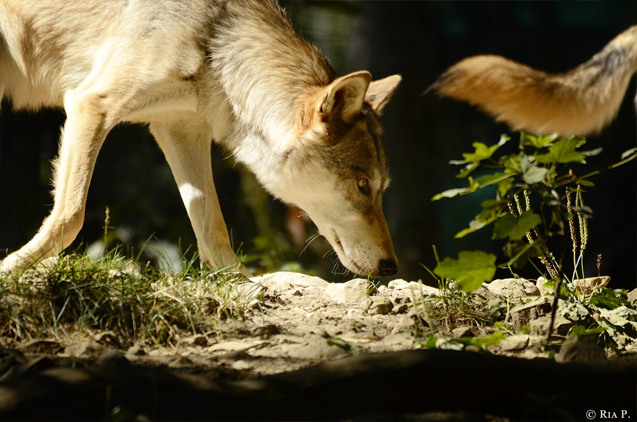WolfScienceCenter1308Ria_Tala-01