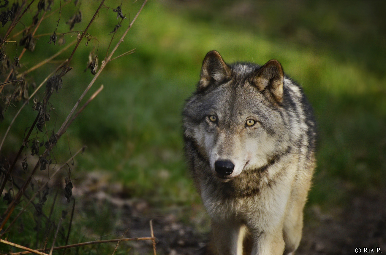 WolfScienceCenter1401Ria_Kay-02