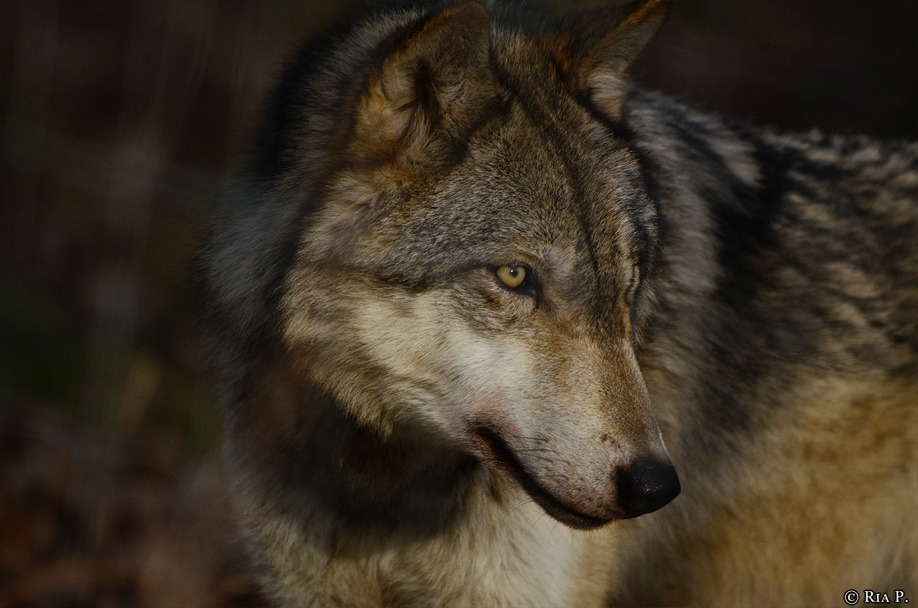WolfScienceCenter1401Ria_Kay-04