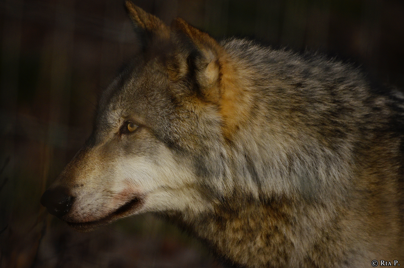 WolfScienceCenter1401Ria_Kay-05