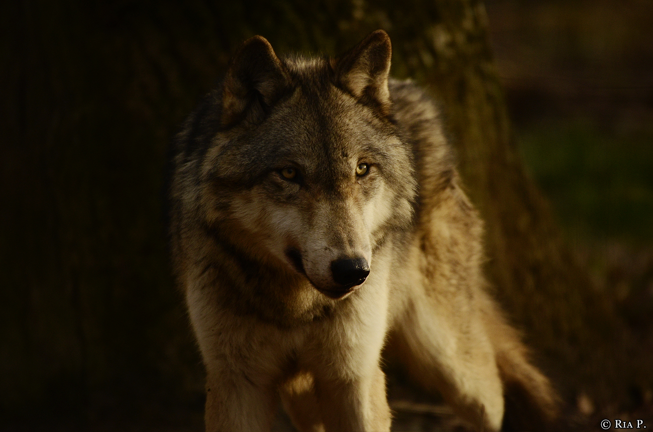 WolfScienceCenter1401Ria_Kay-07