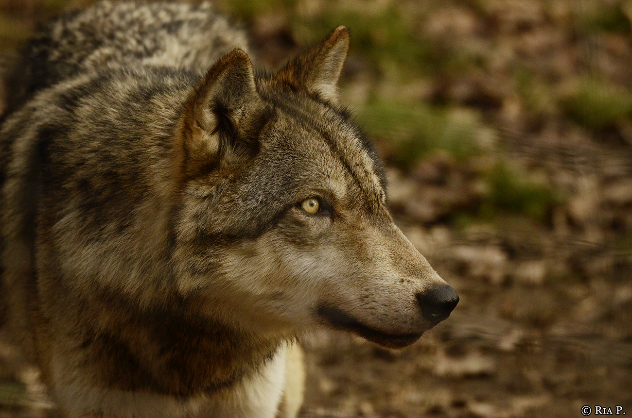 WolfScienceCenter1401Ria_Kay-11