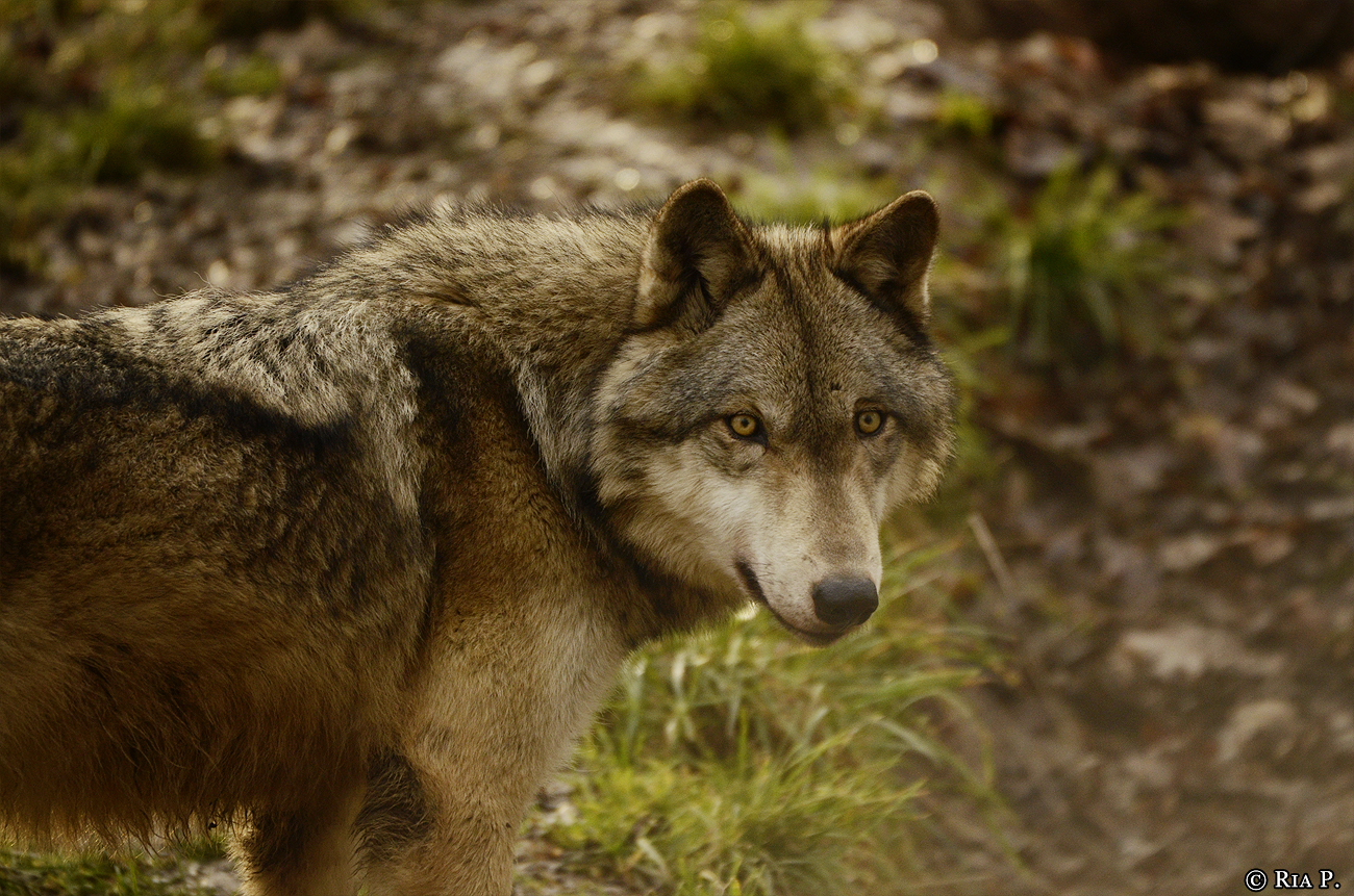 WolfScienceCenter1401Ria_Kay-14