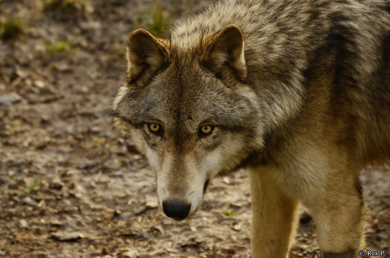 WolfScienceCenter1401Ria_Kay-17