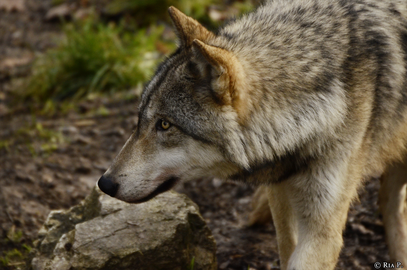 WolfScienceCenter1401Ria_Kay-22