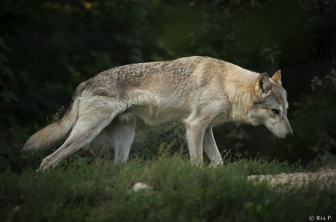 WolfScienceCenter1708Ria_Chitto-05