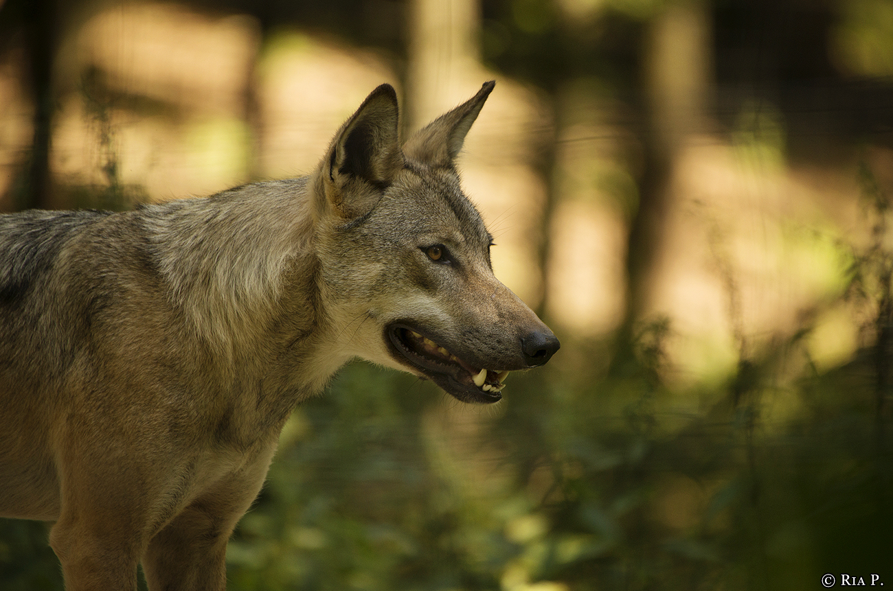 WolfScienceCenter1708Ria_Tekoa-01