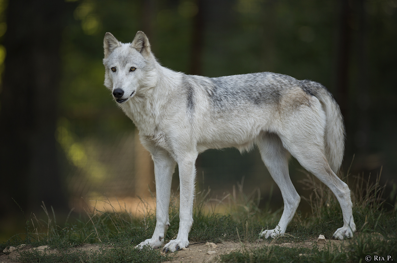 WolfScienceCenter1708Ria_Una-09