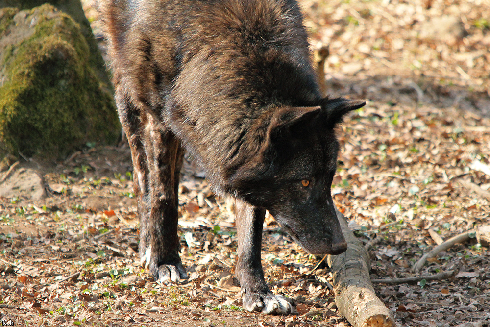 Kasselburg1203Kati_Adult-71
