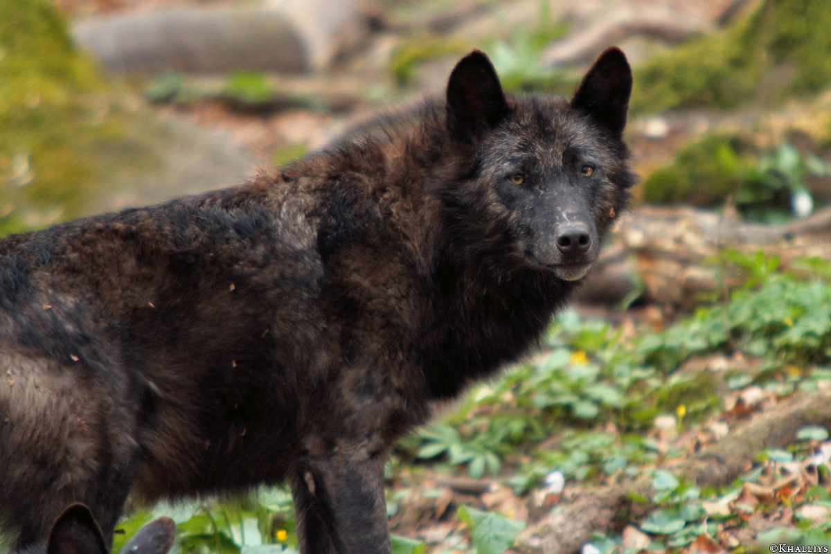 Kasselburg1404Kati_Kiliaq-25