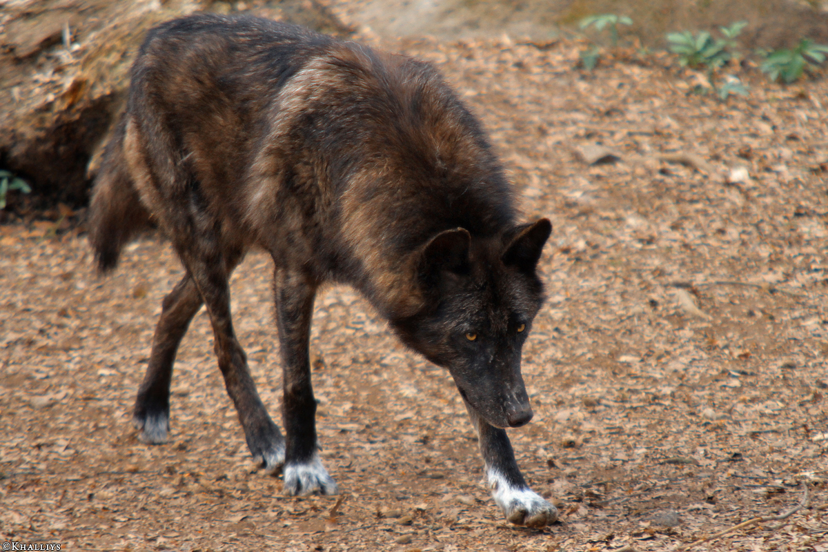 Kasselburg1404Kati_Kiliaq-24