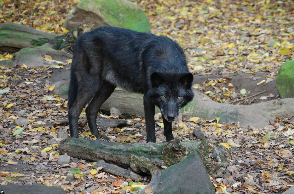 Hannover0807BineG_Scarface-01