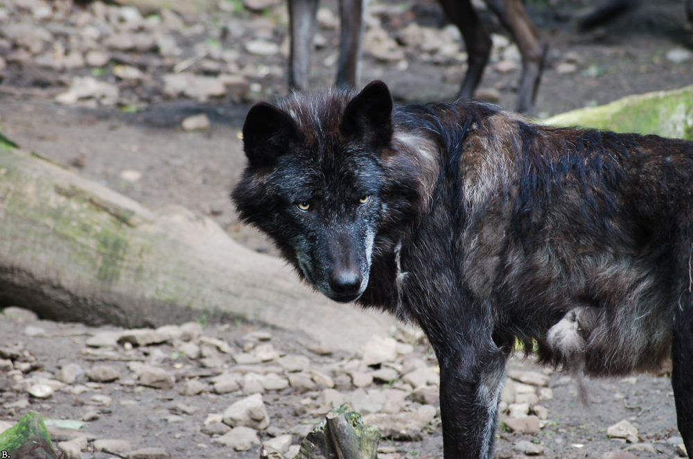 Hannover0907BineG_Scarface-01