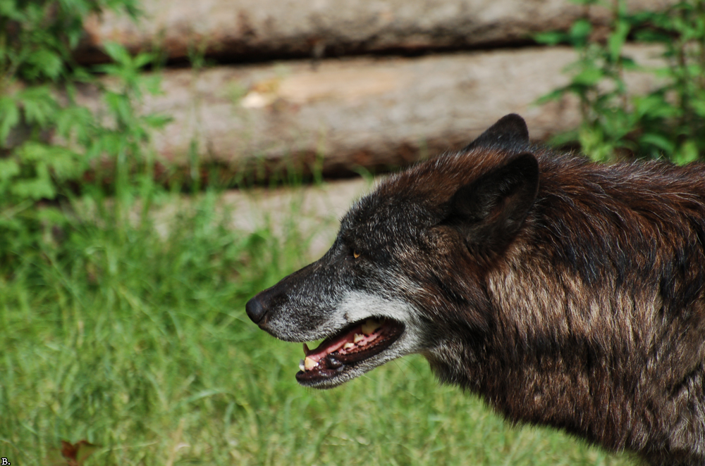 Hannover1005BineG_Fluffy-06