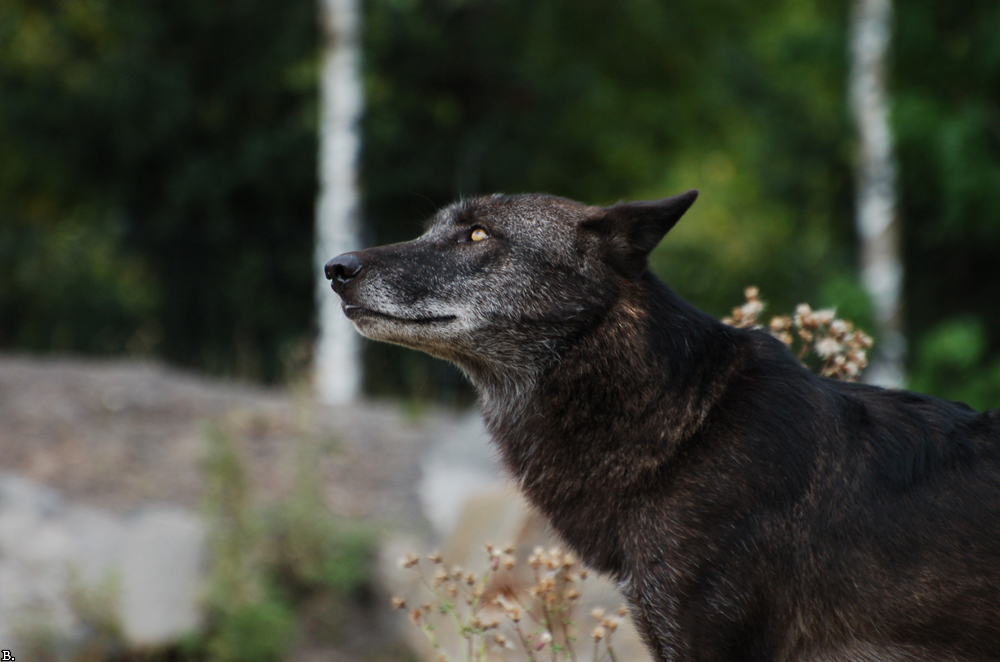 Hannover1005BineG_Hagrid-04