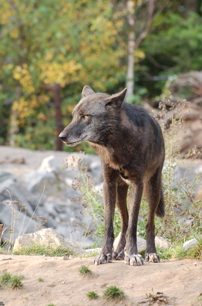 Hannover1005BineG_Hagrid-08