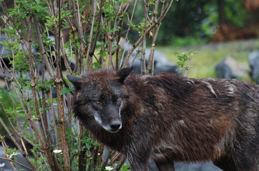 Hannover1005BineG_Jack-02