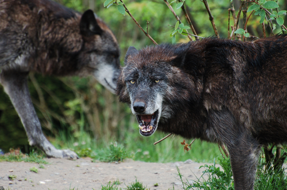 Hannover1005BineG_Scarface-02