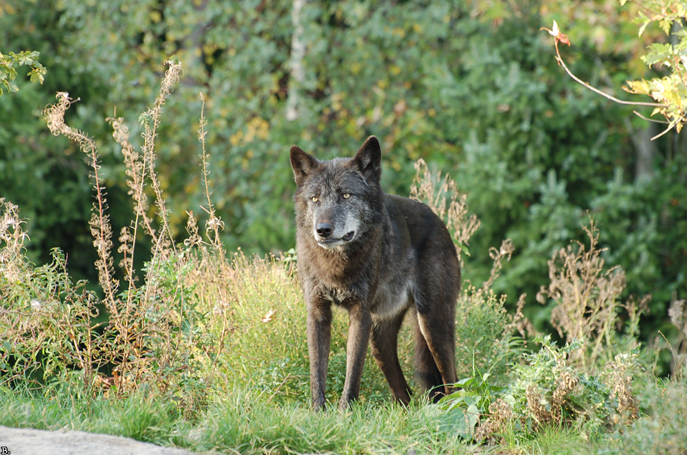 Hannover1005BineG_Scarface-06