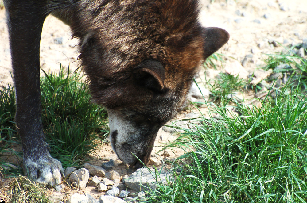 Hannover1006BineG_Fluffy-07