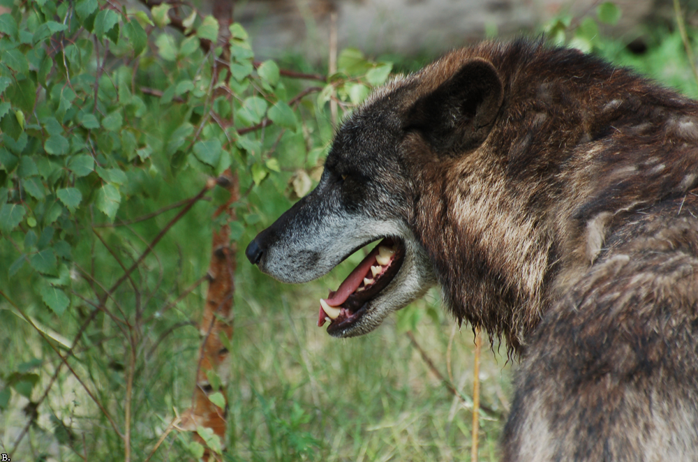 Hannover1008BineG_Fluffy-05