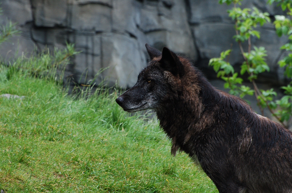 Hannover1008BineG_Hagrid-02