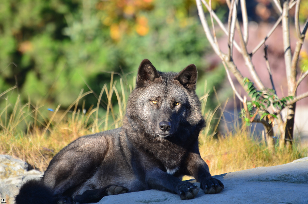 Hannover1110BineG_Peter-34