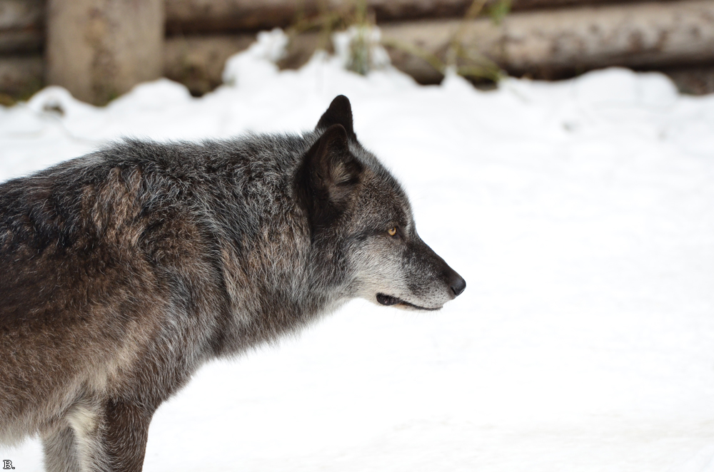 Hannover1210BineG_Jack-28