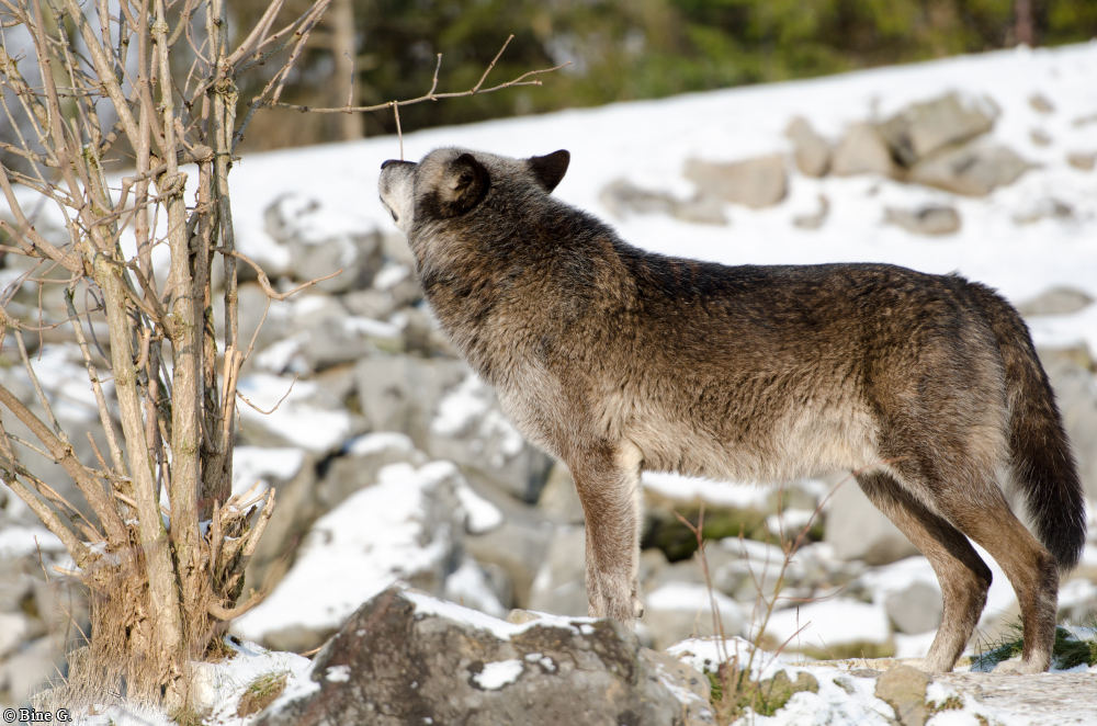 Hannover1310BineG_Bernie-06