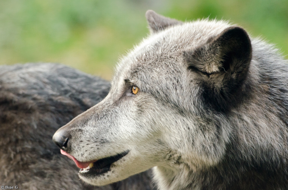 Hannover1310BineG_Bernie-25