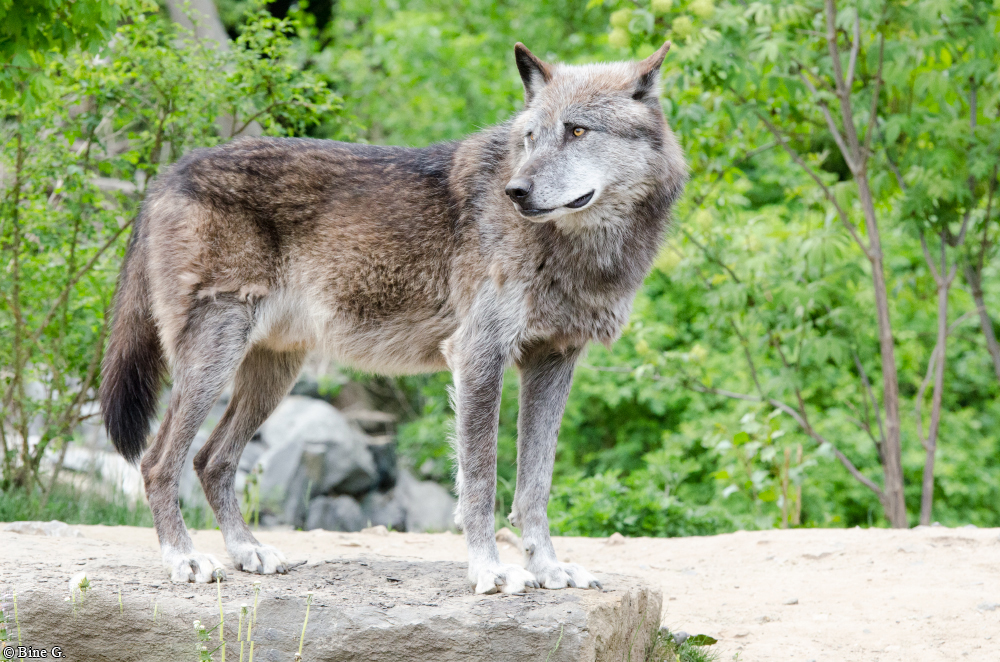 Hannover1310BineG_Bernie-35