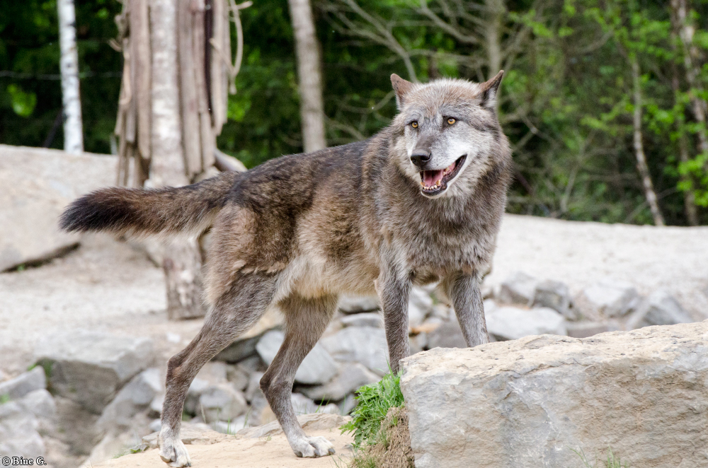 Hannover1310BineG_Bernie-36