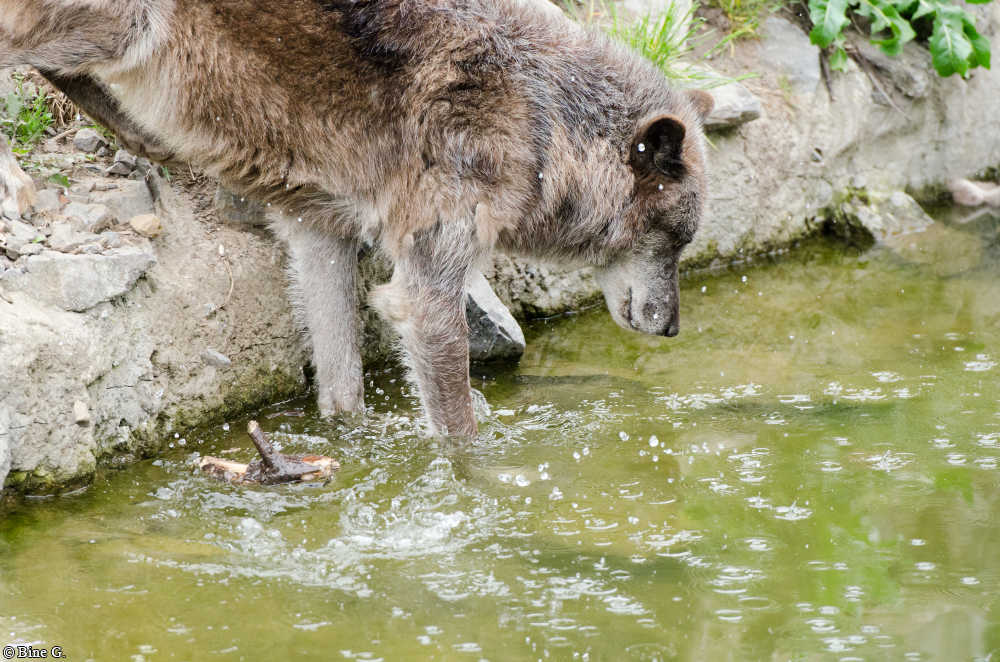 Hannover1310BineG_Jack-01