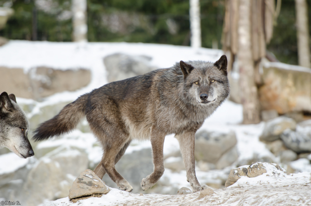 Hannover1310BineG_Jack-07