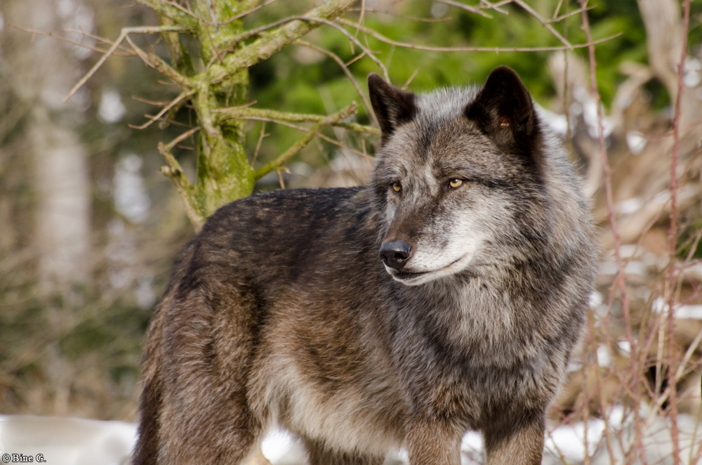 Hannover1310BineG_Jack-14