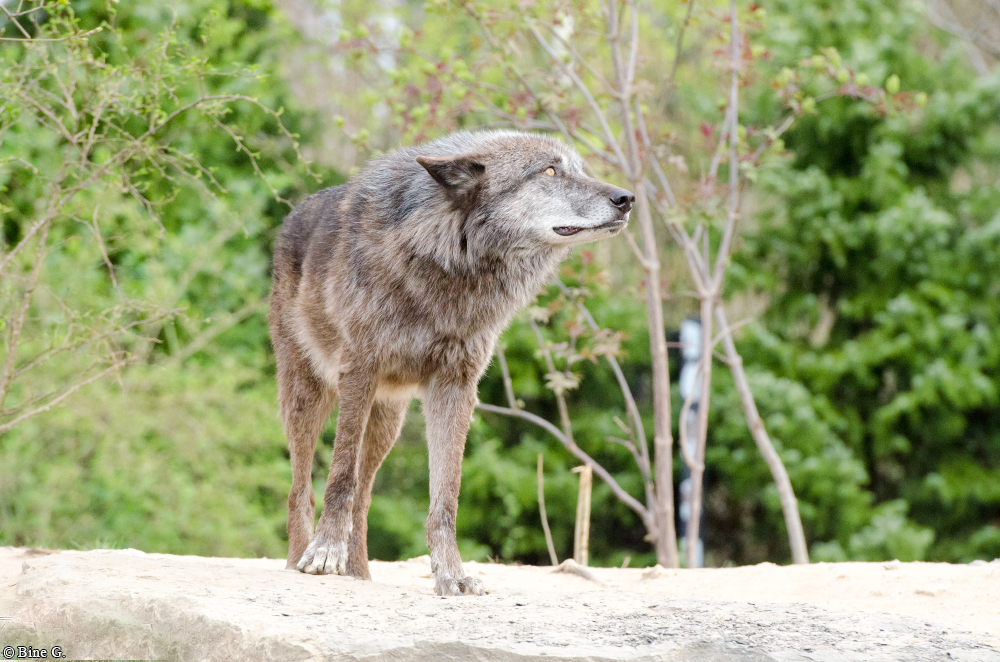 Hannover1310BineG_Jack-18