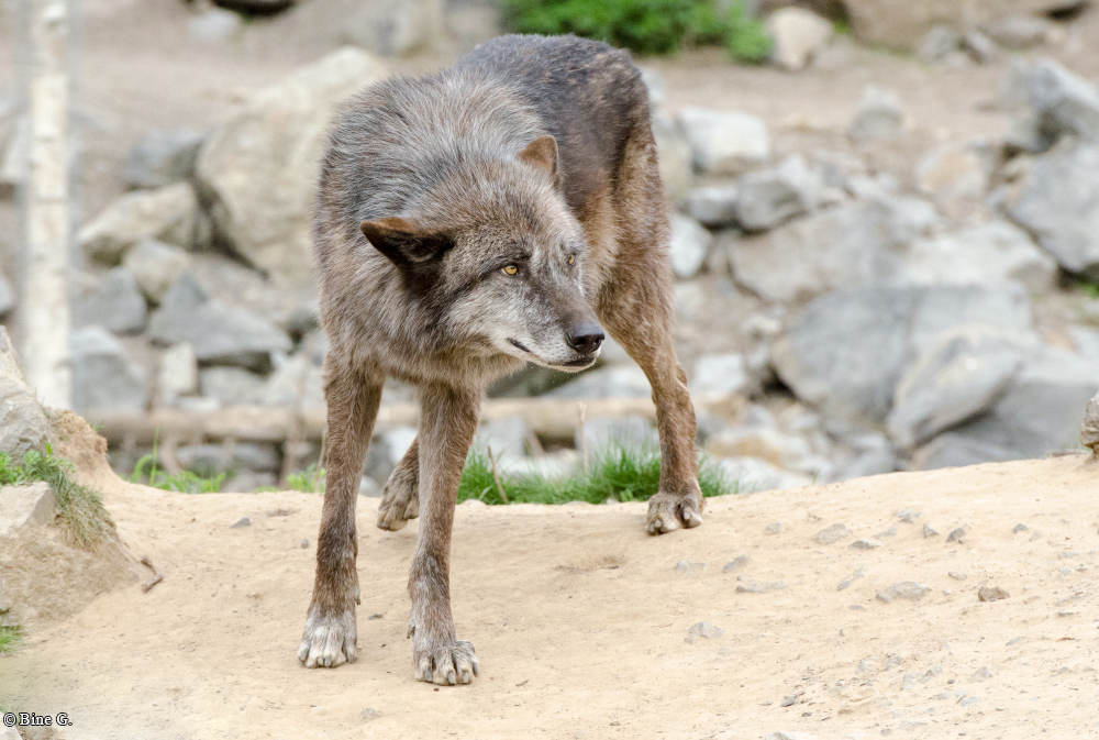 Hannover1310BineG_Jack-19