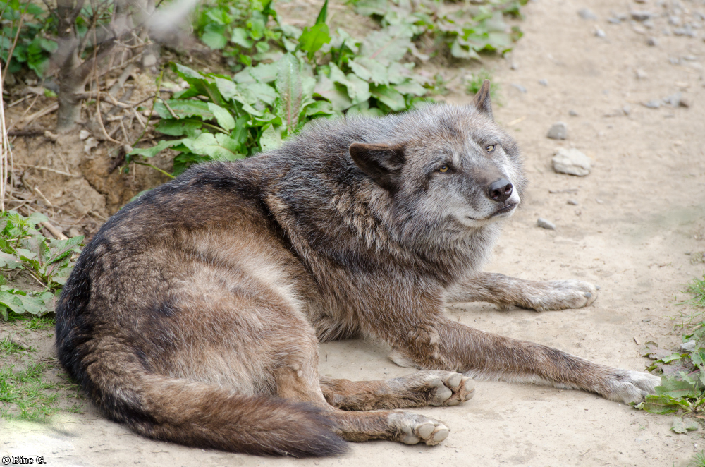 Hannover1310BineG_Jack-24